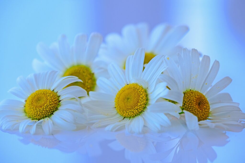 マーガレットの花