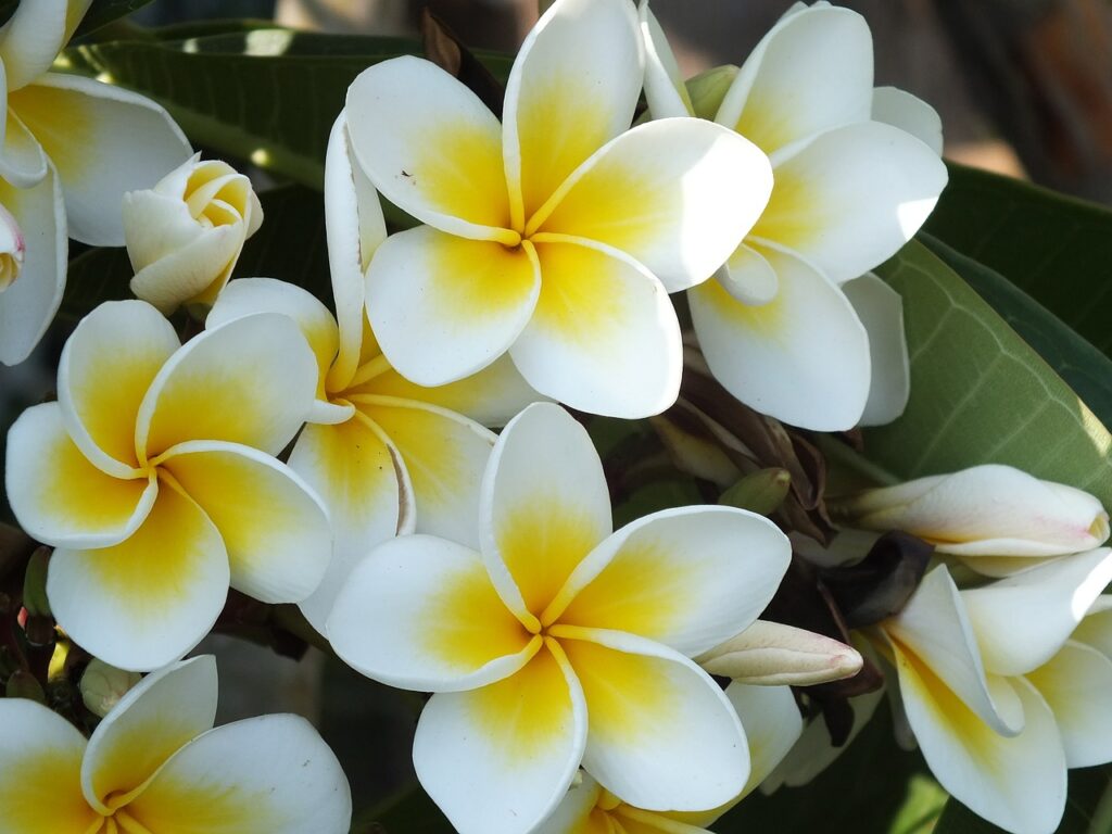 プルメリアの花