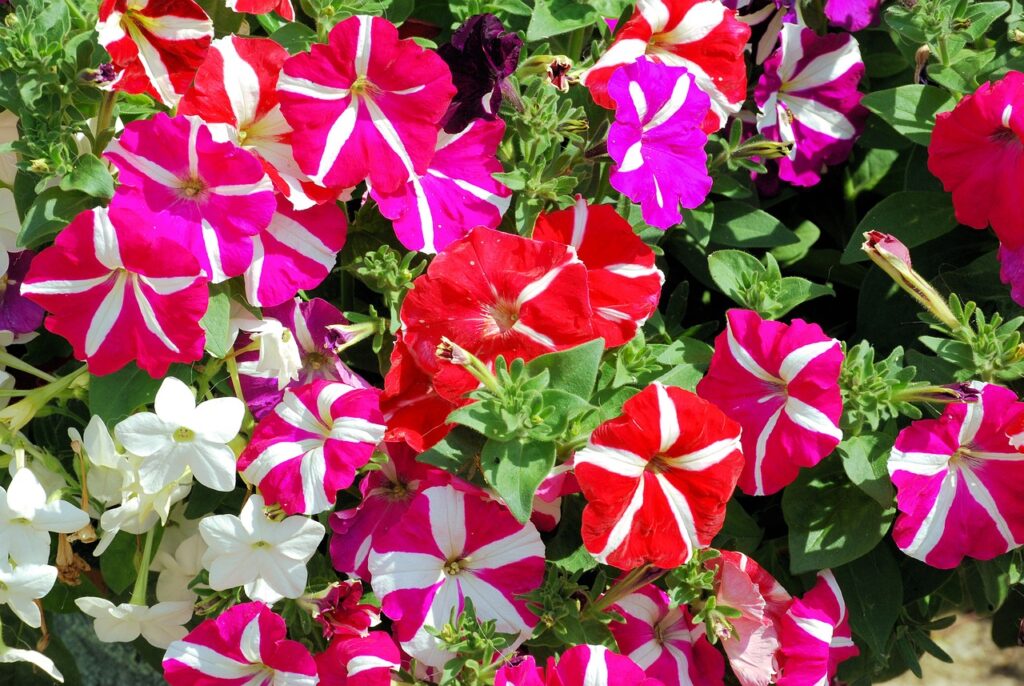 ペチュニアの花